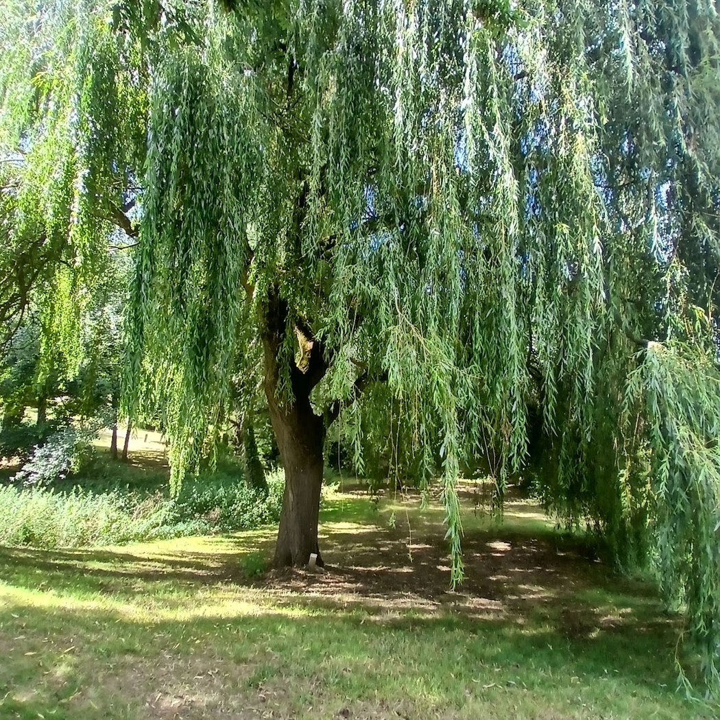 Parc de la Mignauderie 2